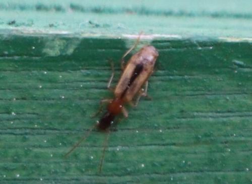 Paradromius longiceps